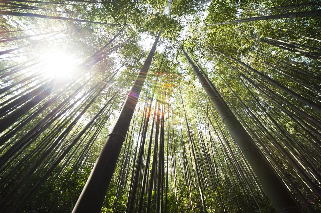 Tarimas de bambú una elección sostenible y elegante para tu hogar